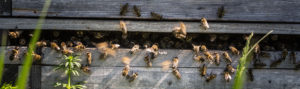 Bees flying in and out of a bee hive