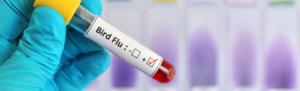 Medical gloved hand holding a vial starting bird flu